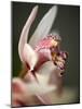 Orchid Portrait III-Nicole Katano-Mounted Photo