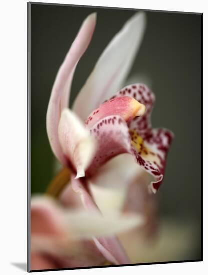 Orchid Portrait III-Nicole Katano-Mounted Photo