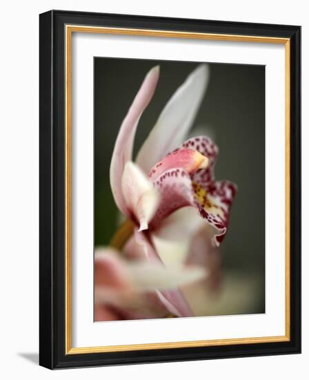 Orchid Portrait III-Nicole Katano-Framed Photo