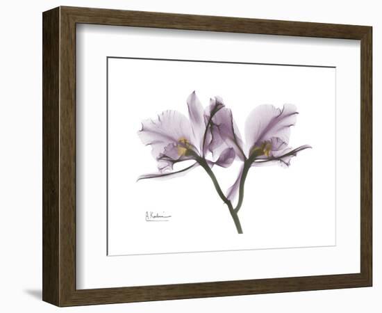 Orchid Portrait-Albert Koetsier-Framed Premium Giclee Print