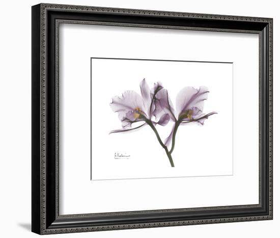 Orchid Portrait-Albert Koetsier-Framed Premium Giclee Print