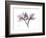 Orchid Portrait-Albert Koetsier-Framed Premium Giclee Print