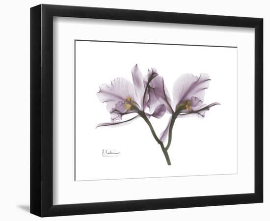 Orchid Portrait-Albert Koetsier-Framed Premium Giclee Print