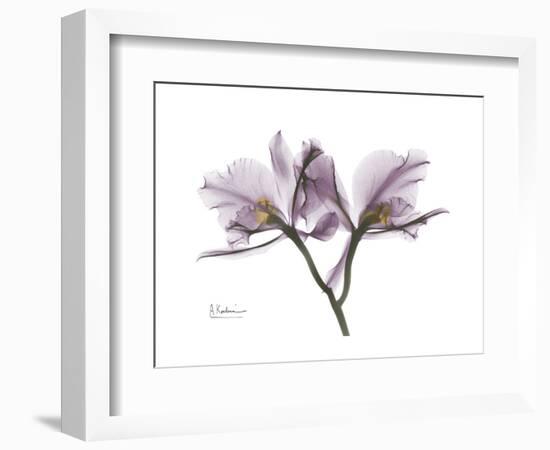 Orchid Portrait-Albert Koetsier-Framed Premium Giclee Print