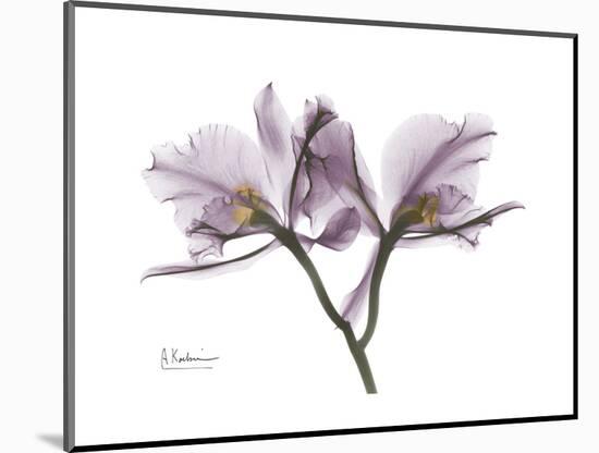Orchid Portrait-Albert Koetsier-Mounted Premium Giclee Print