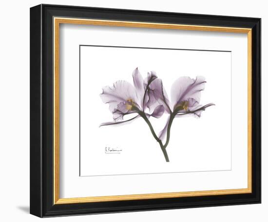 Orchid Portrait-Albert Koetsier-Framed Premium Giclee Print