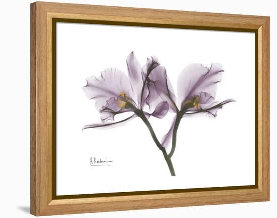 Orchid Portrait-Albert Koetsier-Framed Stretched Canvas