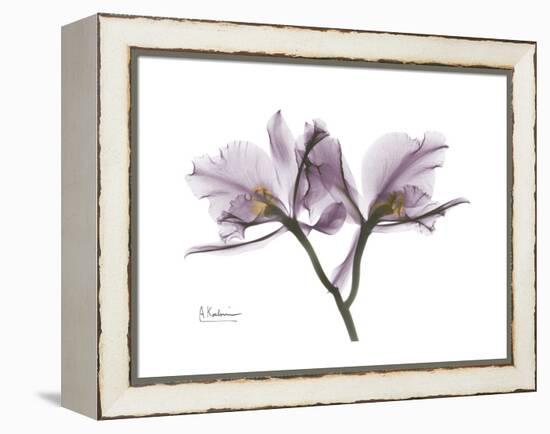 Orchid Portrait-Albert Koetsier-Framed Stretched Canvas