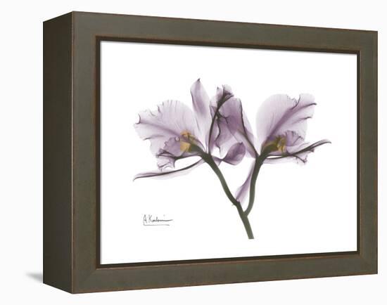 Orchid Portrait-Albert Koetsier-Framed Stretched Canvas