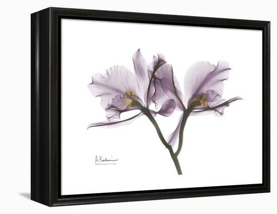 Orchid Portrait-Albert Koetsier-Framed Stretched Canvas