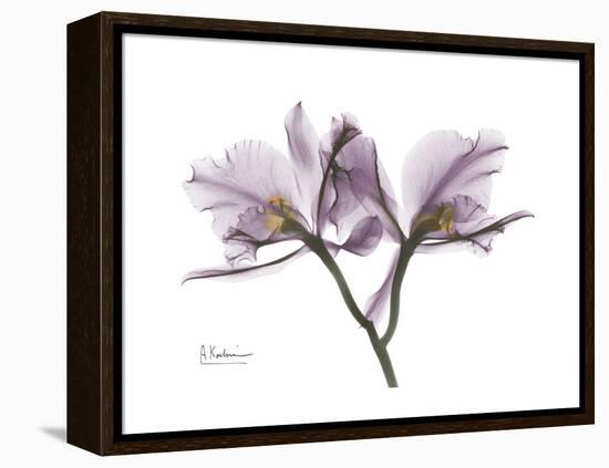 Orchid Portrait-Albert Koetsier-Framed Stretched Canvas