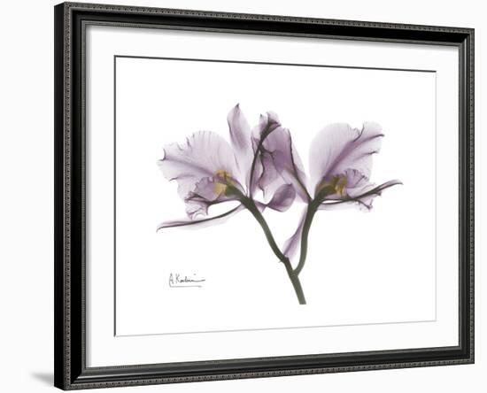 Orchid Portrait-Albert Koetsier-Framed Premium Giclee Print