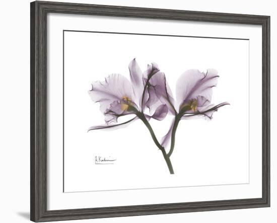 Orchid Portrait-Albert Koetsier-Framed Premium Giclee Print