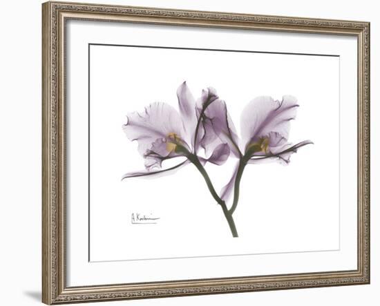 Orchid Portrait-Albert Koetsier-Framed Premium Giclee Print