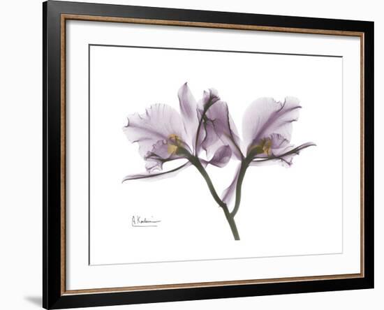 Orchid Portrait-Albert Koetsier-Framed Premium Giclee Print