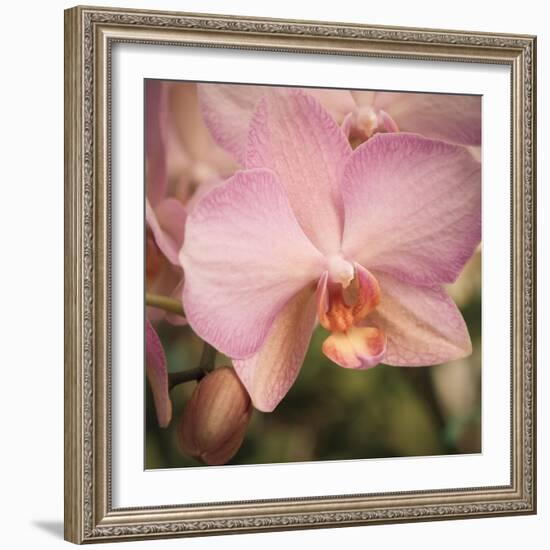 Orchid Romance-Marlana Semenza-Framed Art Print