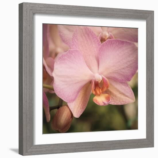 Orchid Romance-Marlana Semenza-Framed Art Print