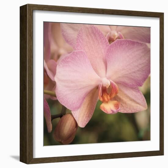 Orchid Romance-Marlana Semenza-Framed Art Print