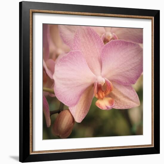 Orchid Romance-Marlana Semenza-Framed Art Print