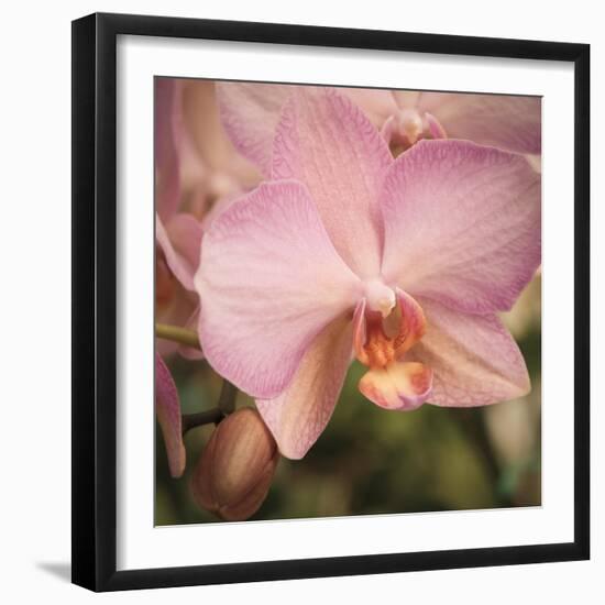 Orchid Romance-Marlana Semenza-Framed Art Print