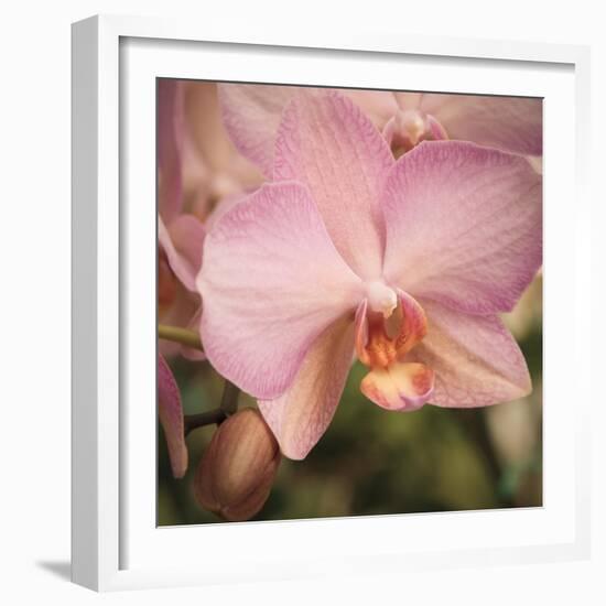 Orchid Romance-Marlana Semenza-Framed Art Print