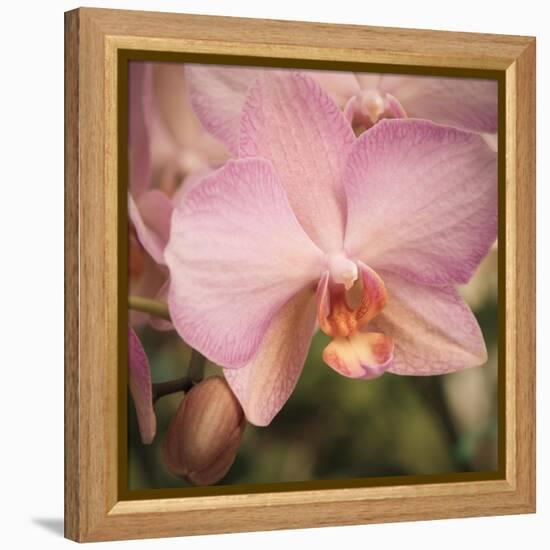 Orchid Romance-Marlana Semenza-Framed Stretched Canvas