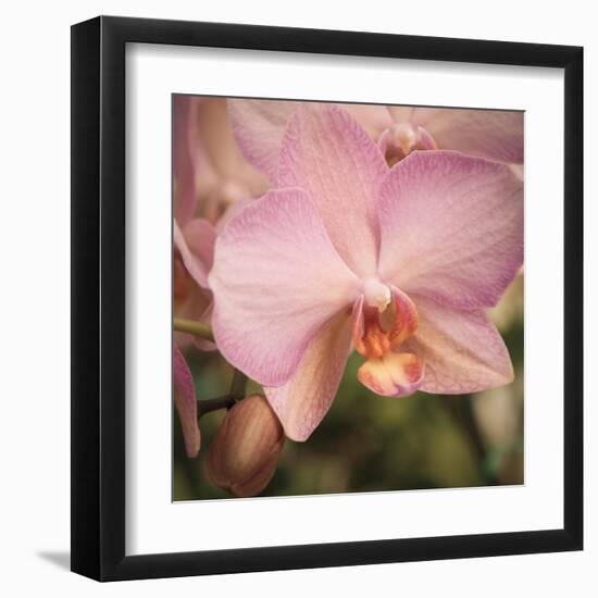 Orchid Romance-Marlana Semenza-Framed Art Print