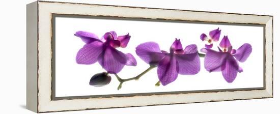 Orchid Row-Julia McLemore-Framed Premier Image Canvas