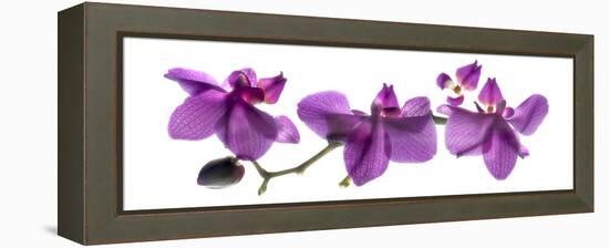 Orchid Row-Julia McLemore-Framed Premier Image Canvas