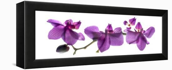 Orchid Row-Julia McLemore-Framed Premier Image Canvas