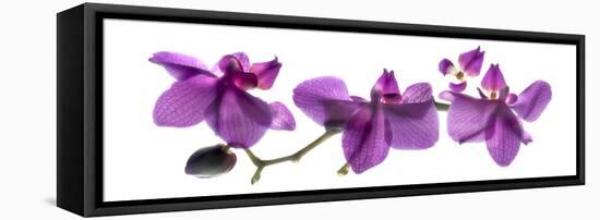 Orchid Row-Julia McLemore-Framed Premier Image Canvas
