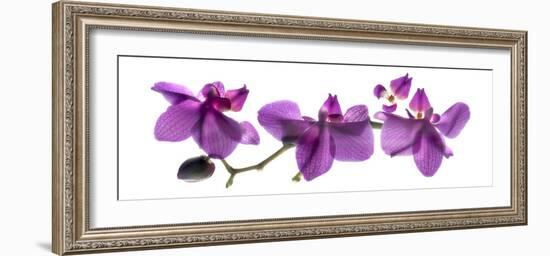 Orchid Row-Julia McLemore-Framed Photographic Print