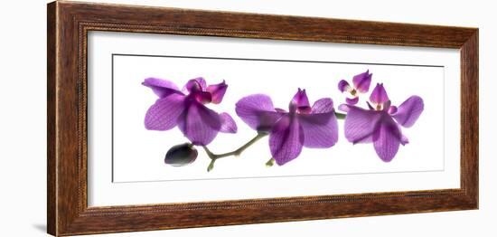 Orchid Row-Julia McLemore-Framed Photographic Print