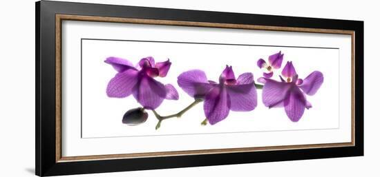 Orchid Row-Julia McLemore-Framed Photographic Print