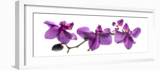 Orchid Row-Julia McLemore-Framed Photographic Print