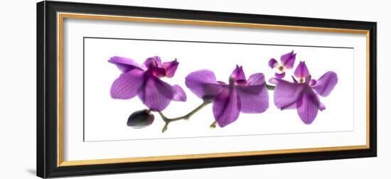 Orchid Row-Julia McLemore-Framed Photographic Print