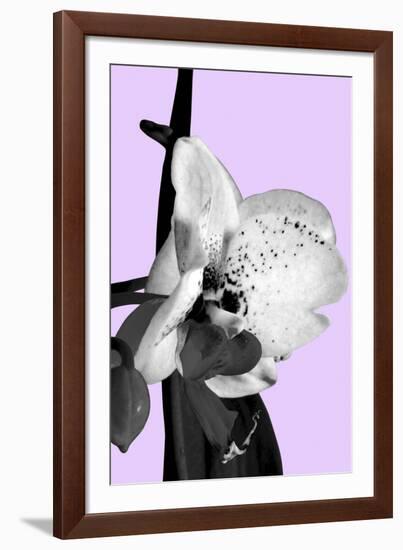 Orchid Shadow I-Sukhanlee-Framed Giclee Print