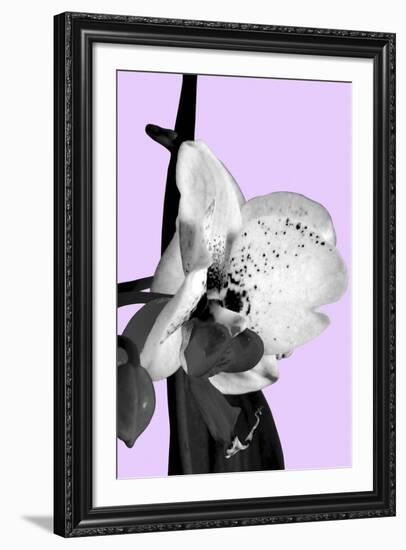 Orchid Shadow I-Sukhanlee-Framed Giclee Print