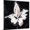 Orchid Sketch-Malcolm Sanders-Mounted Giclee Print