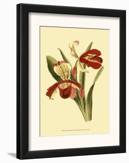 Orchid Splendor I-null-Framed Art Print