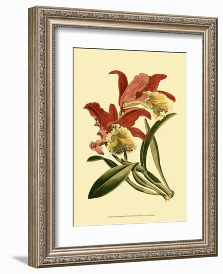 Orchid Splendor IV-null-Framed Art Print