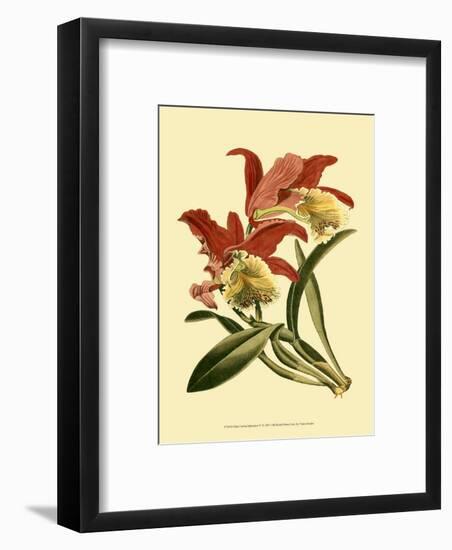 Orchid Splendor IV-null-Framed Art Print