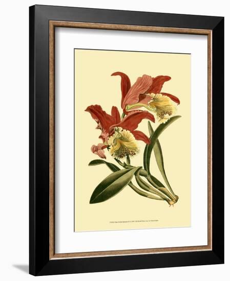 Orchid Splendor IV-null-Framed Art Print