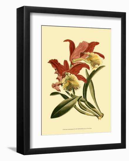 Orchid Splendor IV-null-Framed Art Print