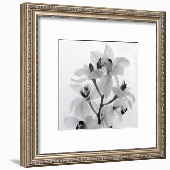 Orchid Spray I-Tom Artin-Framed Art Print