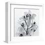 Orchid Spray I-Tom Artin-Framed Art Print