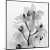 Orchid Spray I-Tom Artin-Mounted Art Print