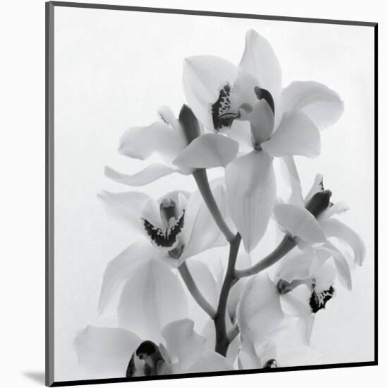 Orchid Spray I-Tom Artin-Mounted Art Print