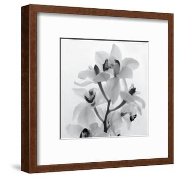 Orchid Spray I-Tom Artin-Framed Art Print