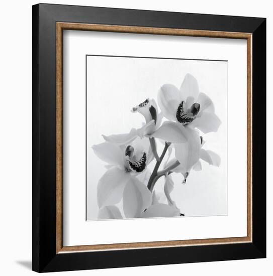 Orchid Spray II-Tom Artin-Framed Art Print